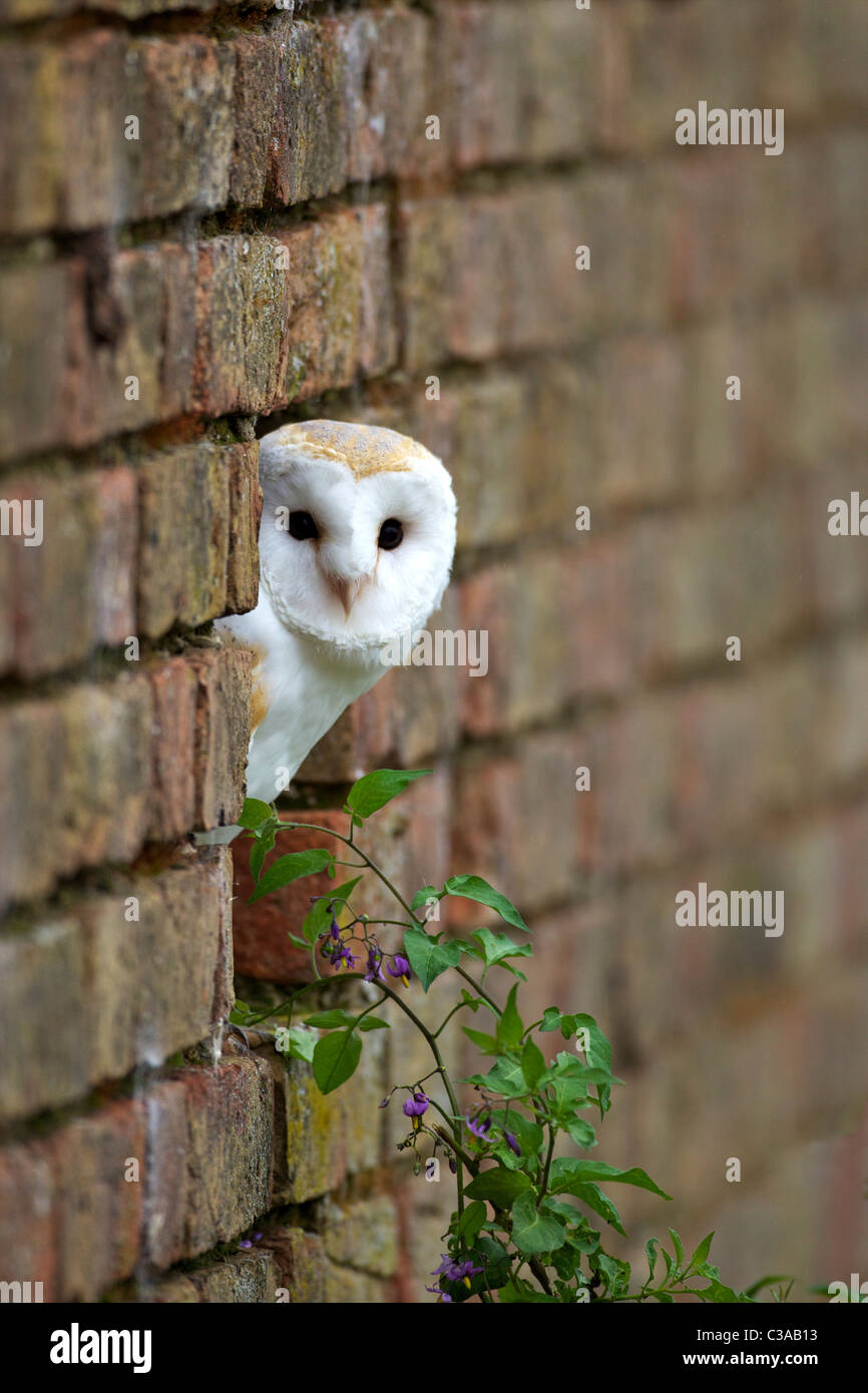 Schleiereule, Tyto Alba, Gefangenschaft, Blick aus Ziegelwand mit Tollkirsche, Atropa Belladonna, Barn Owl Zentrum, Gloucester Stockfoto