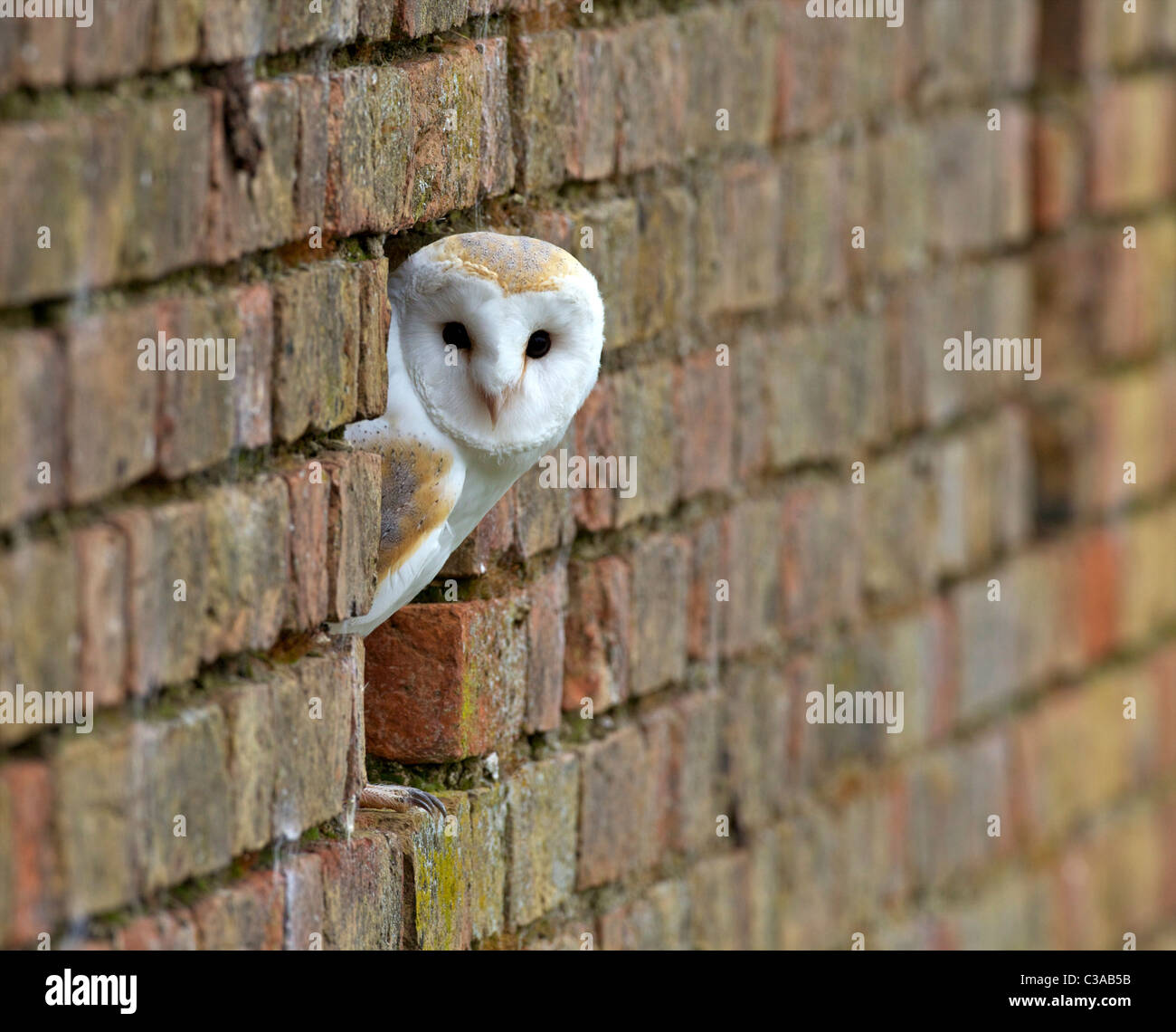 Schleiereule, Tyto Alba, Gefangenschaft, Blick aus Mauer, Barn Owl Zentrum, Gloucestershire Stockfoto