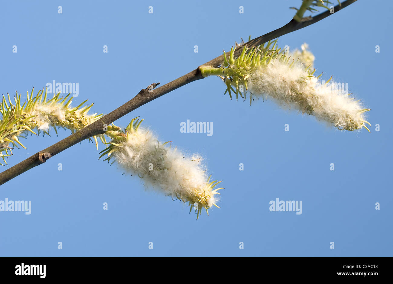 Zweig mit Cottonwood Samen im Frühsommer Stockfoto