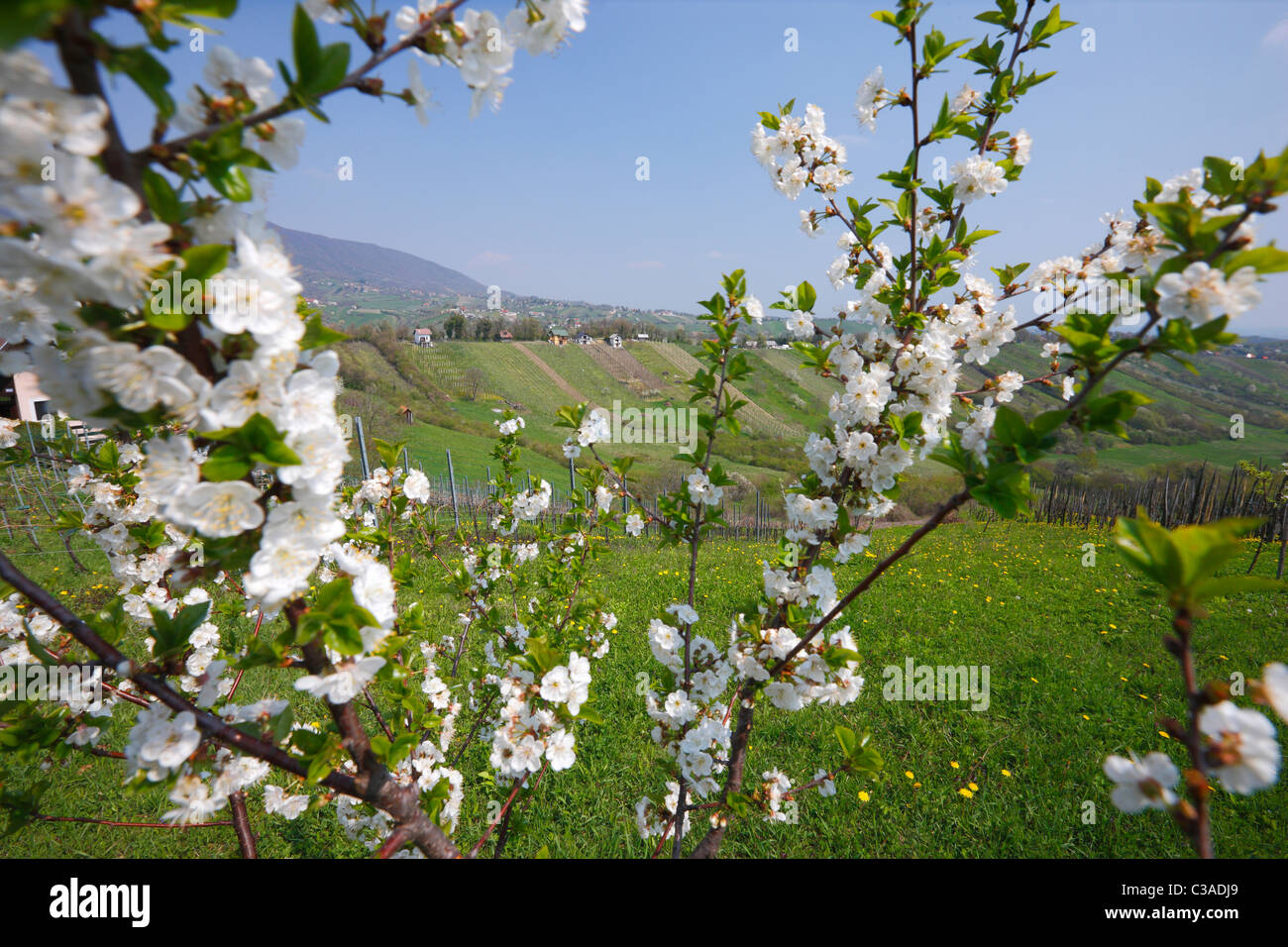Kirschbaum. Stockfoto