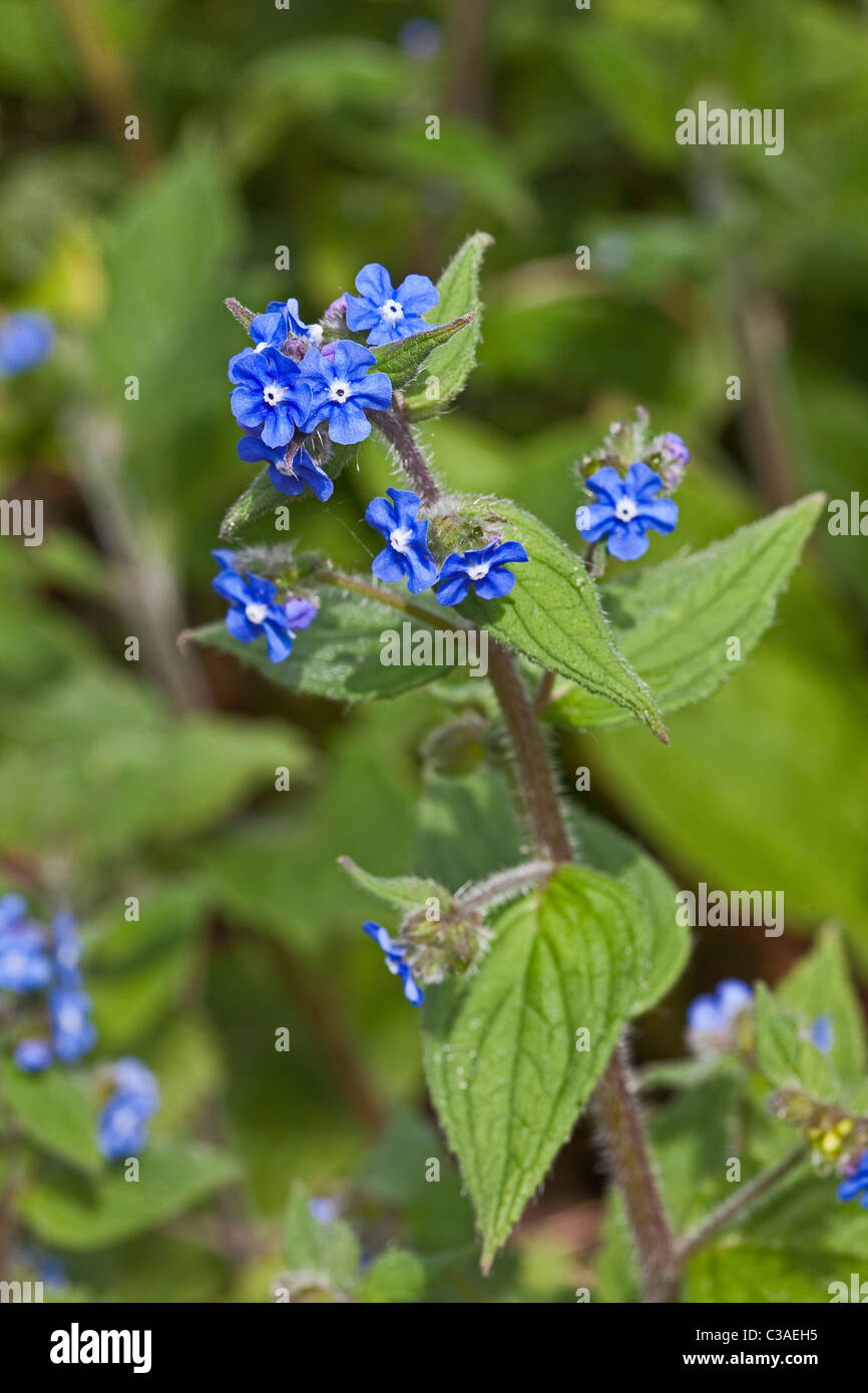 Grüne Alkanet (Pentaglottis Sempervirens) London, April 2011 Stockfoto