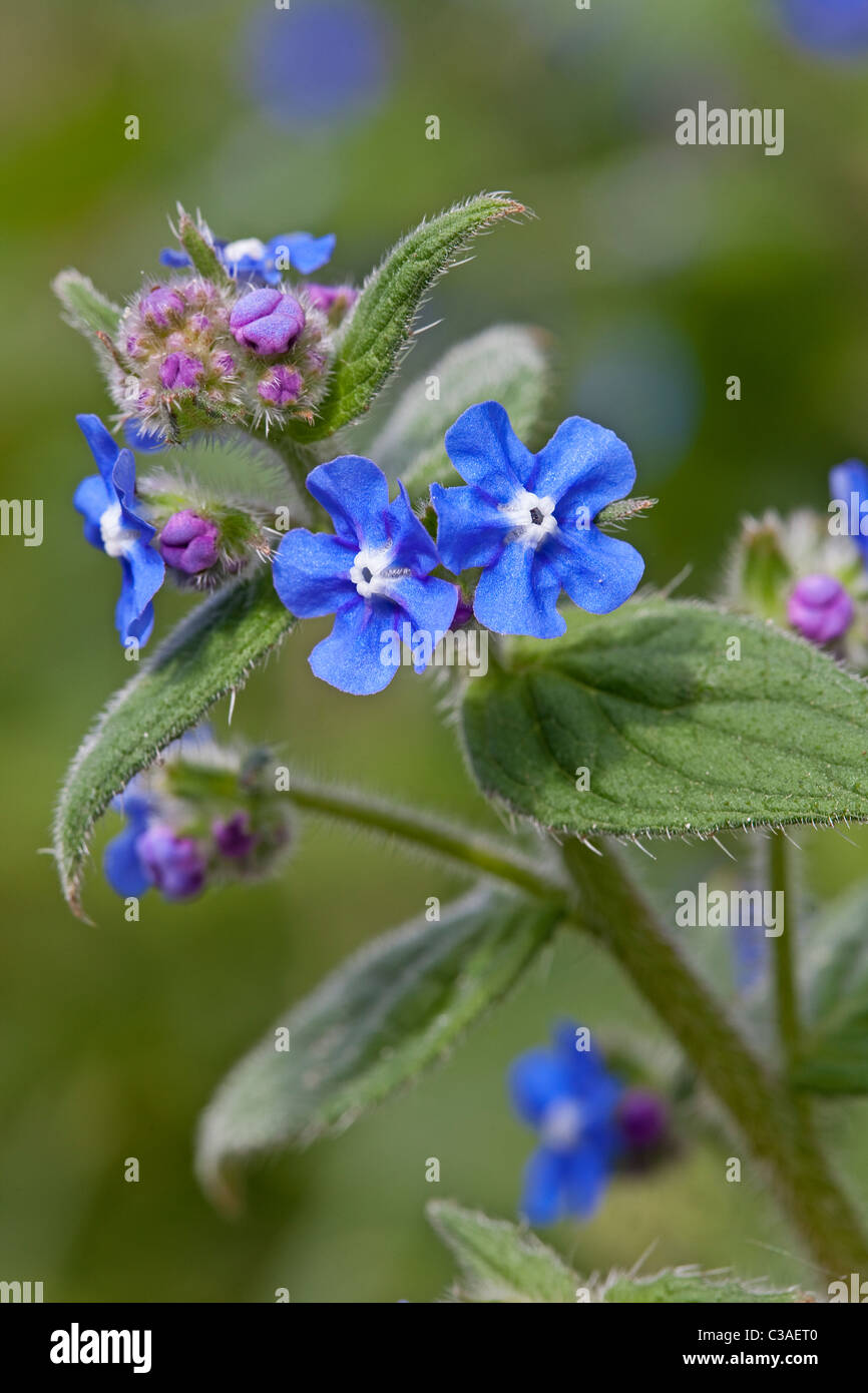 Grüne Alkanet (Pentaglottis Sempervirens) London, April 2011 Stockfoto