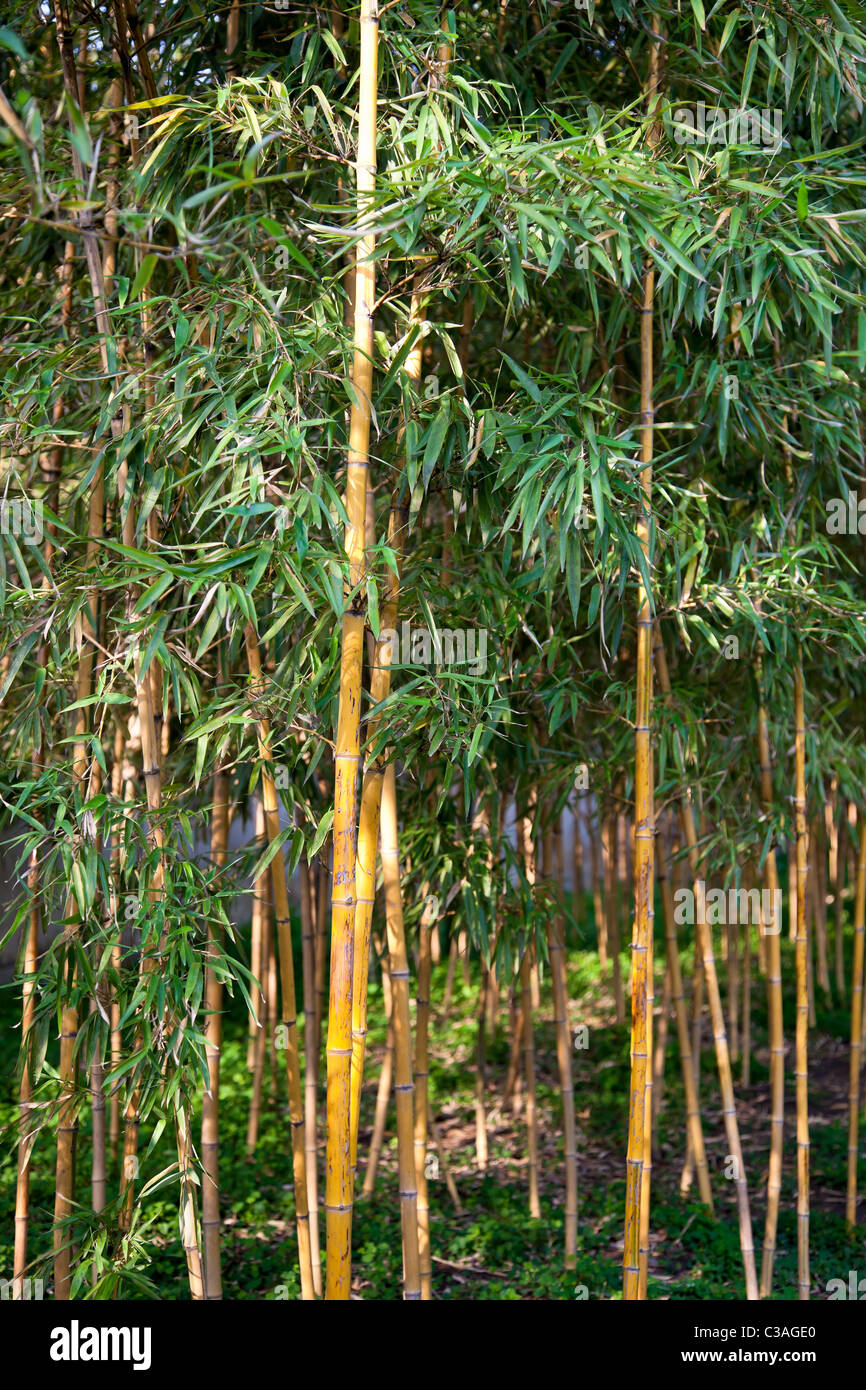 Bambus in klassischer Garten Suzhou, China - Bambus in "The Humble  Adrninstrator Garden", eines der Suzhou Grten Klassifi Stockfotografie -  Alamy