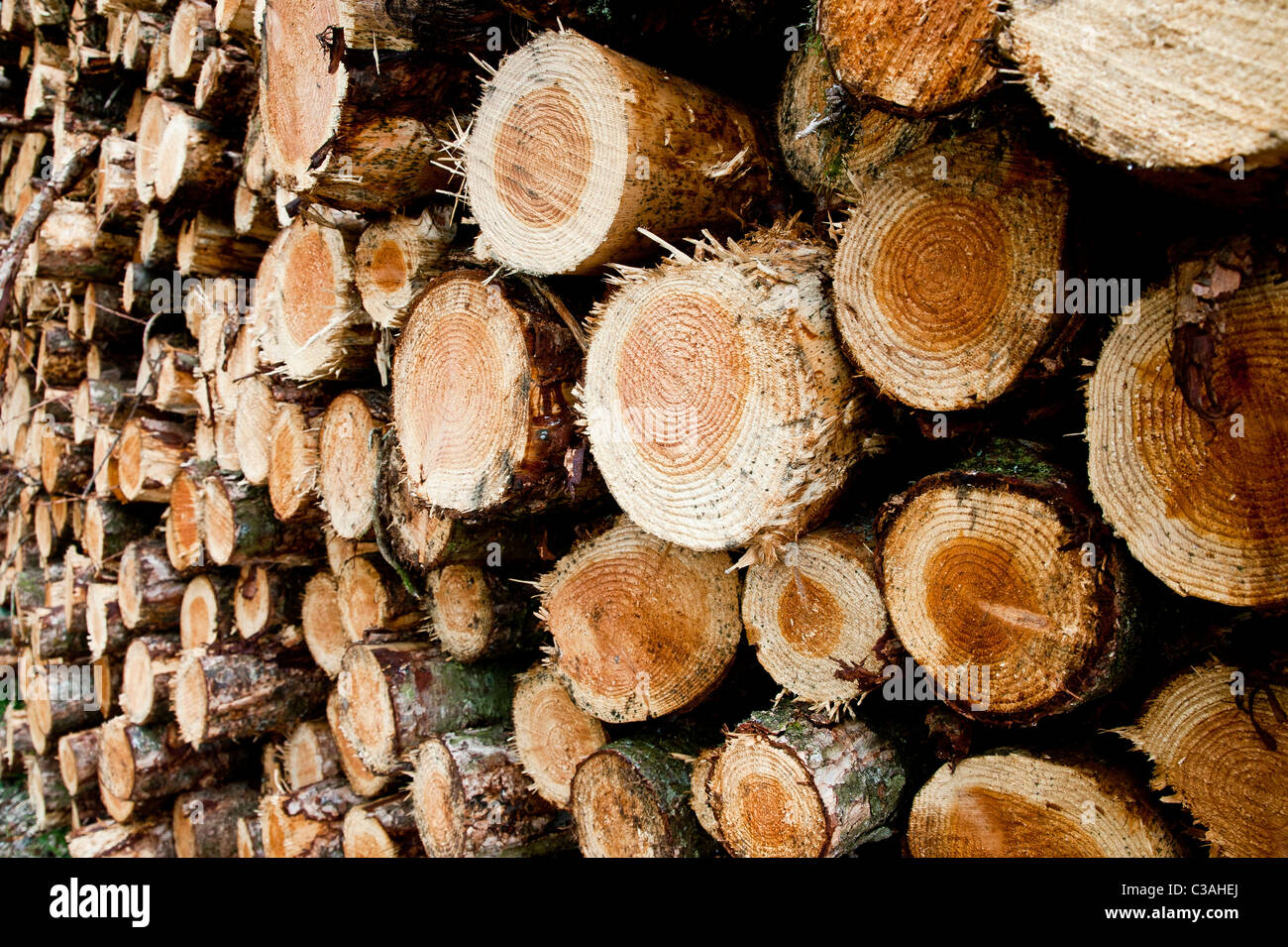 Aufgetürmte Holz im Wald, Stämme Ablängen und Zweige getrimmt. Ausgabe von  kommerziellen Forstbetrieben Stockfotografie - Alamy