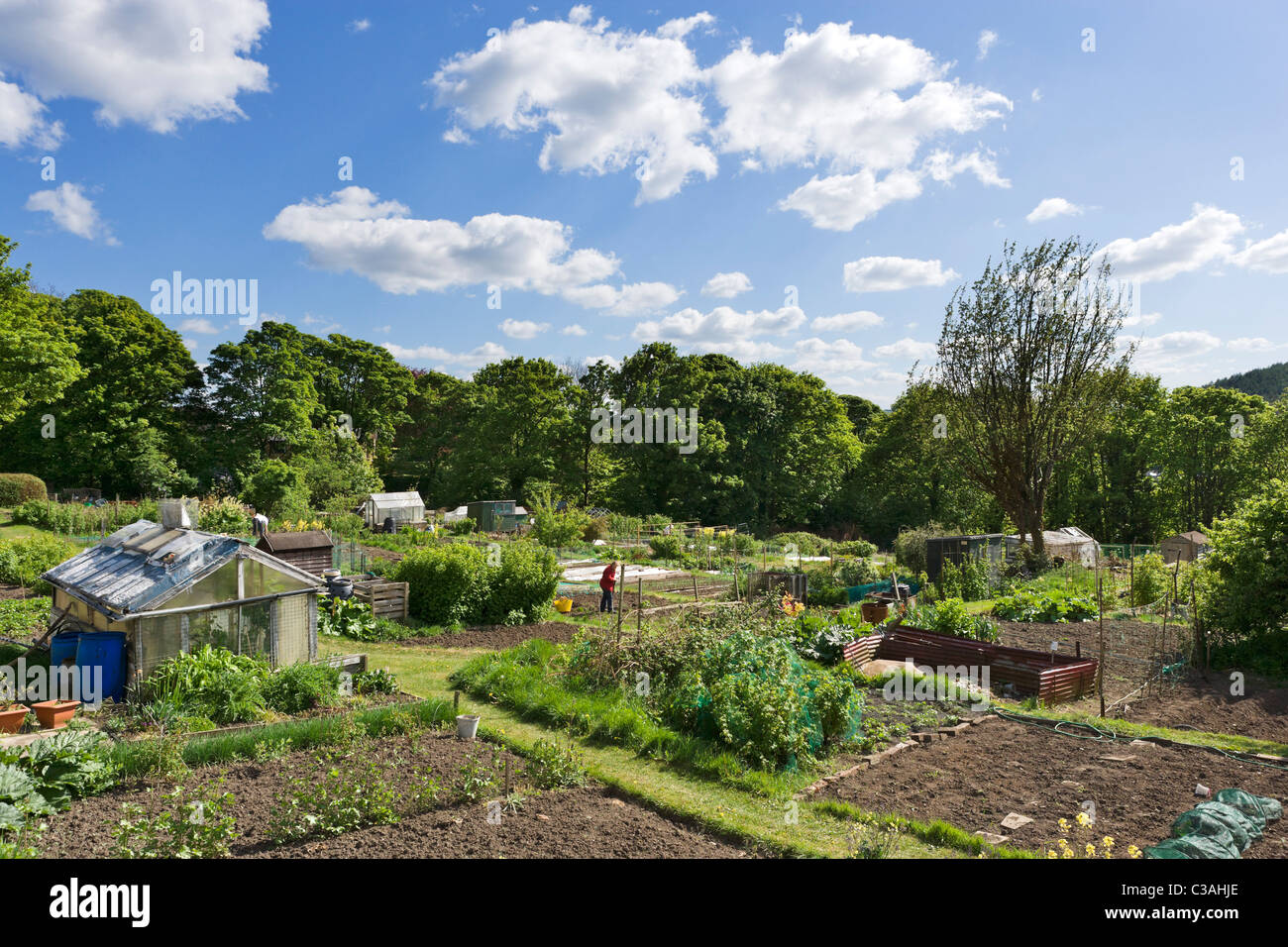 Kleingärten in Bingley, West Yorkshire, Großbritannien Stockfoto