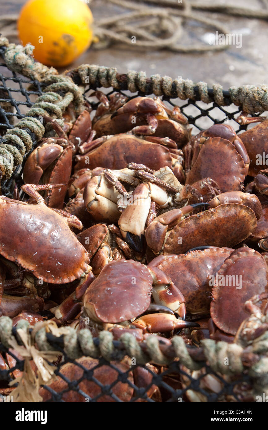 Frische Krabben fangen abgerufen vom Hafen Wasser vor der Verpackung für den europäischen Markt. Gourdon Hafen Schottland, Vereinigtes Königreich Stockfoto