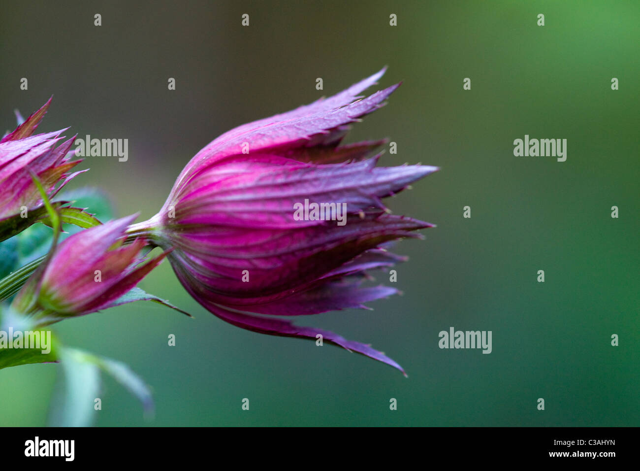 Astrantia Major Shallow DOF Stockfoto