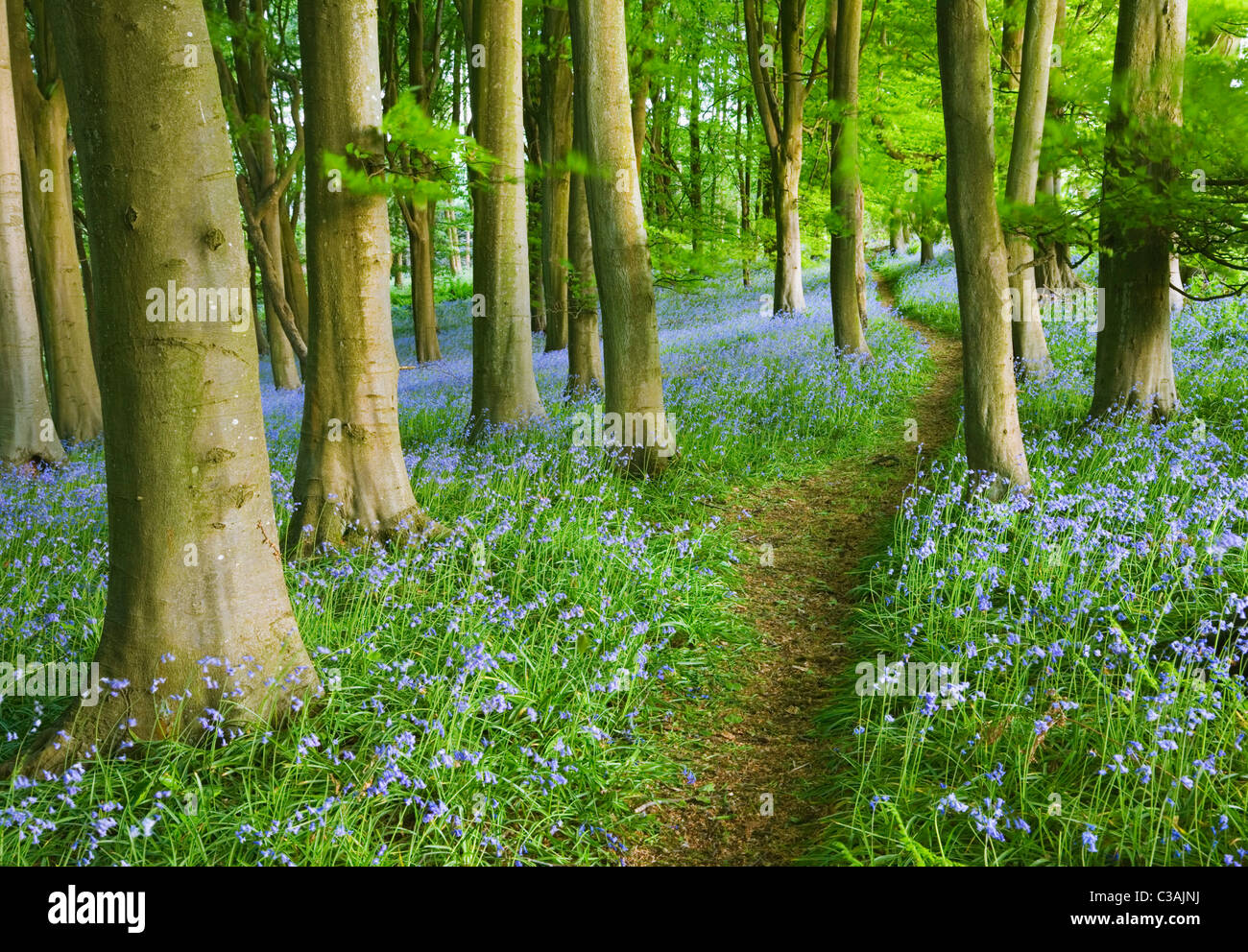 Glockenblumen (Hyacinthoides non-Scripta) in Buche (Fagus sp) Wald. Prioren Holz. North Somerset. England. VEREINIGTES KÖNIGREICH. Stockfoto