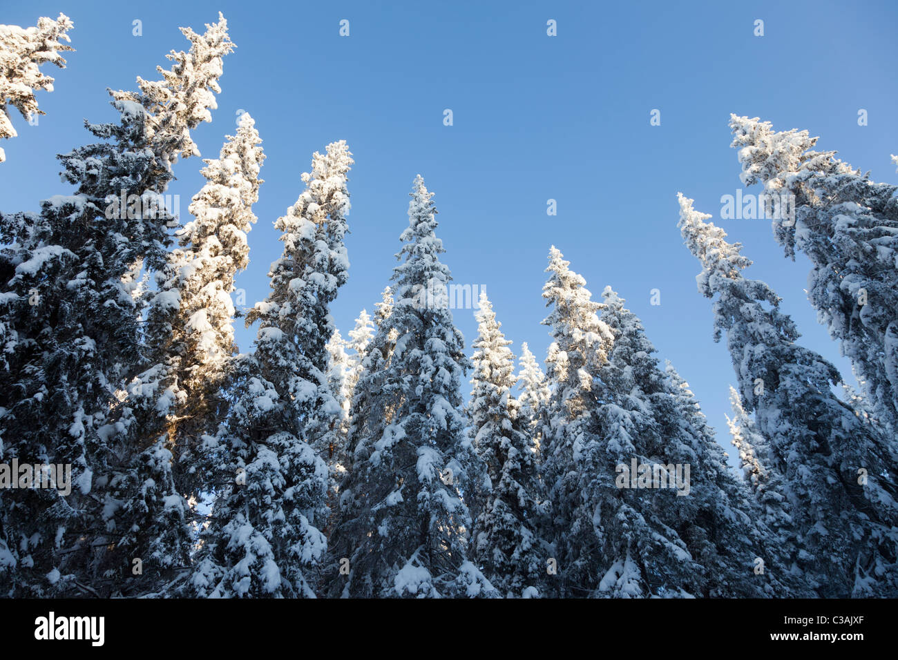 Blick auf schneebedeckte Fichten ( Picea Abies ) Baumkronen im Taiga-Wald , im Winter Finnland Stockfoto