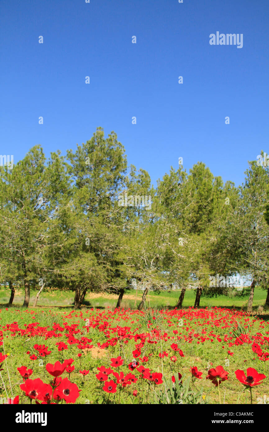 Israel, Negev, Anemone Blumen in Beeri Wald Stockfoto