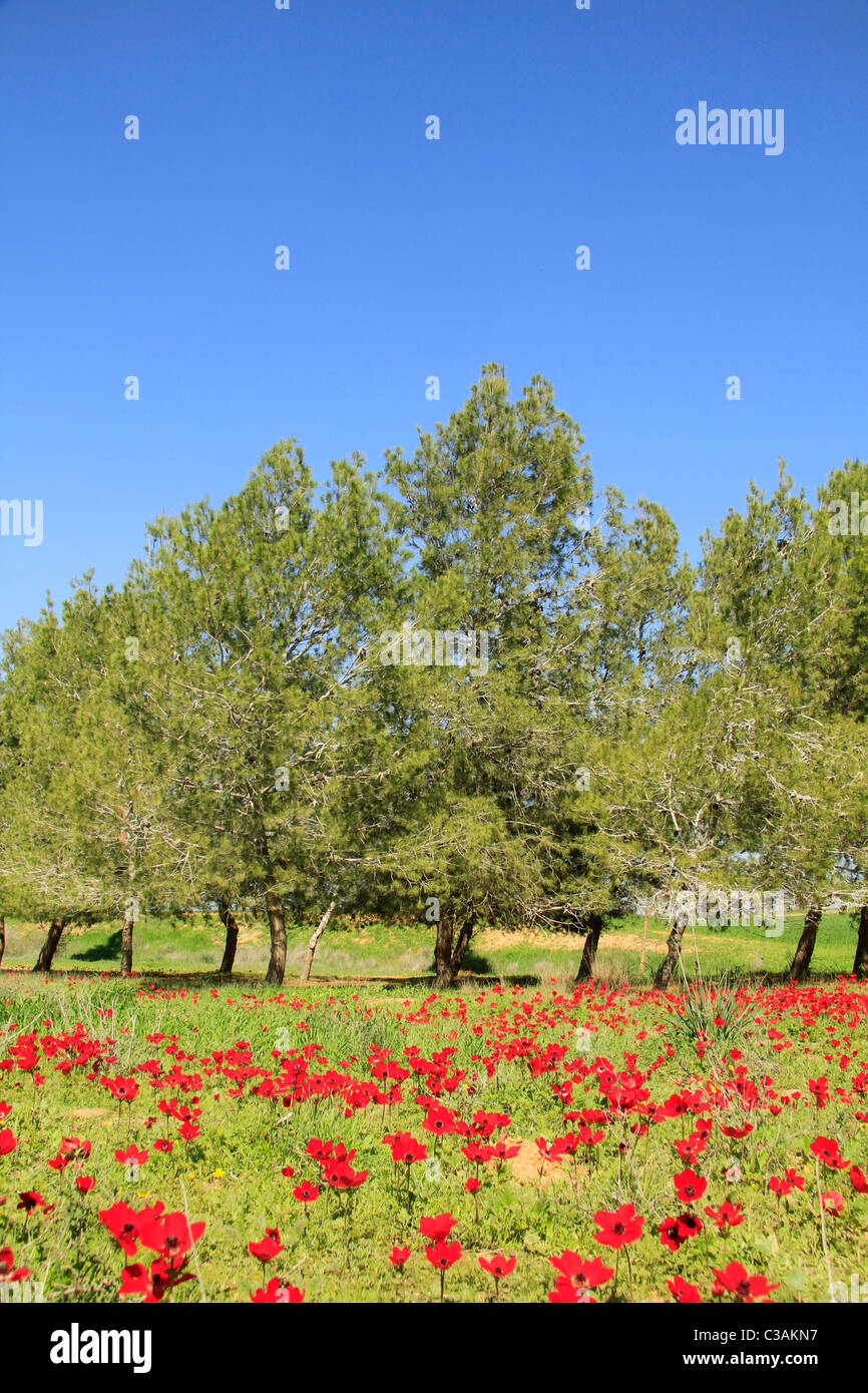 Israel, Negev, Anemone Blumen in Beeri Wald Stockfoto