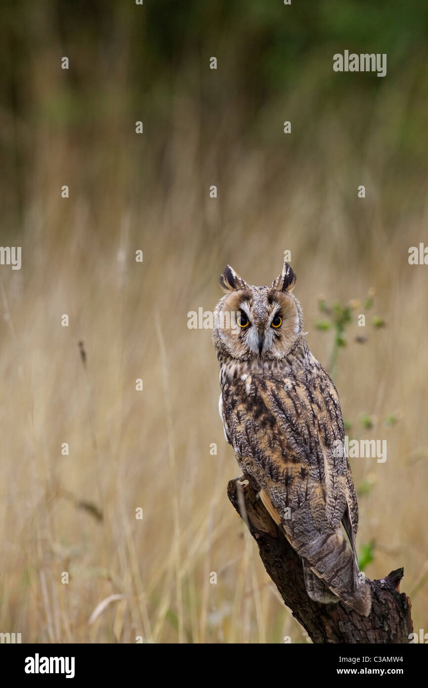 Waldohreule Asio Otus, in Gefangenschaft, Barn Owl Zentrum, Gloucestershire, England, UK, Deutschland, GB, Großbritannien, Stockfoto