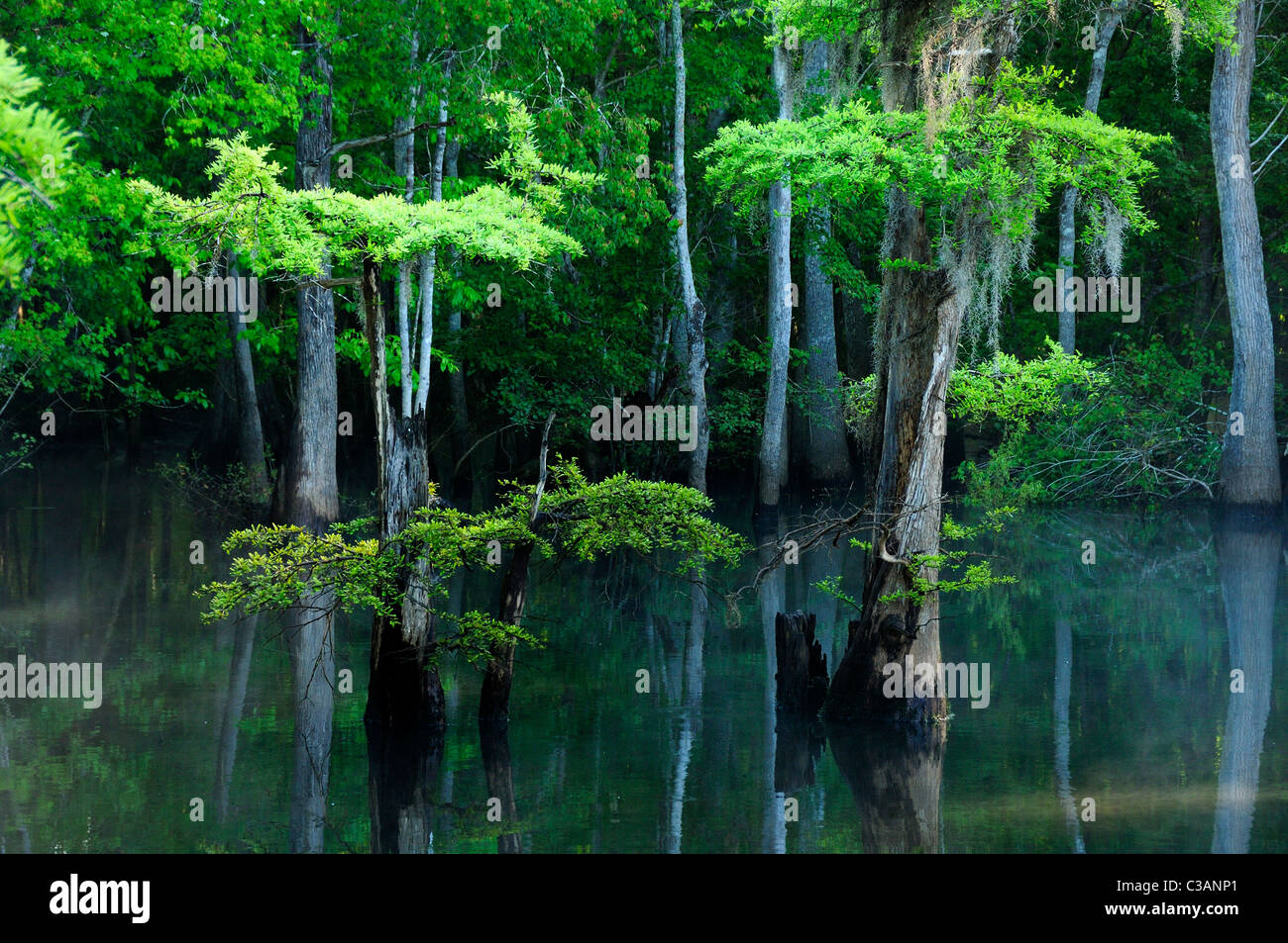 Sumpfzypresse, Taxodium Distichum, Morrison Federn, Walton County, Florida Stockfoto