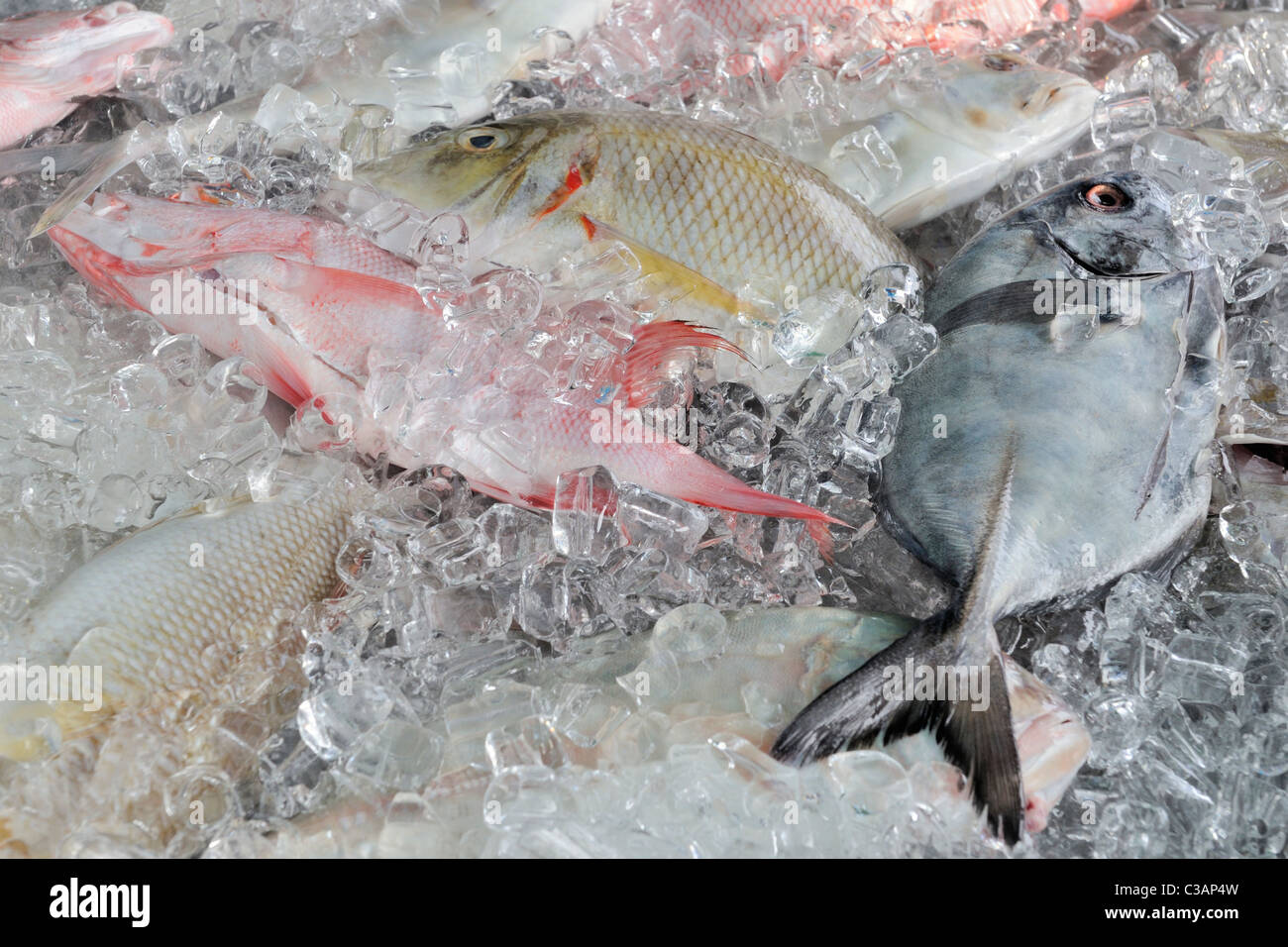 Nahaufnahme des tropischen Riff-Fische auf Eis Stockfoto