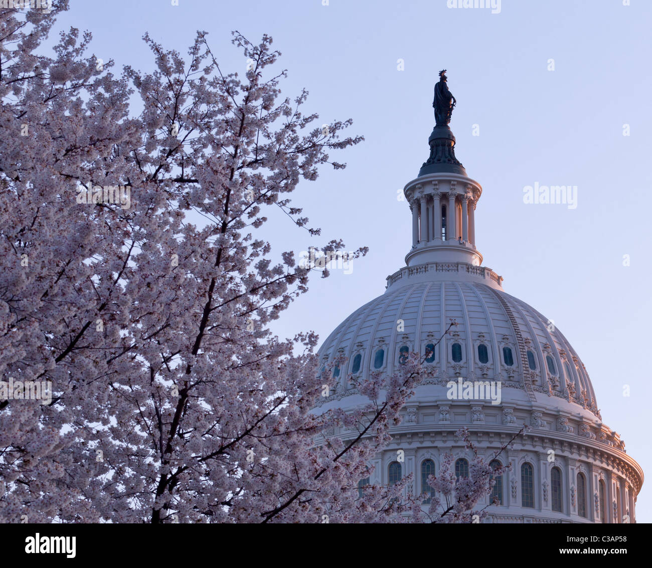 Hell erleuchtet Dämmerung Himmel hinter der beleuchteten Kuppel des Kapitols in Washington, D.C. mit Kirschblüten im Vordergrund Stockfoto