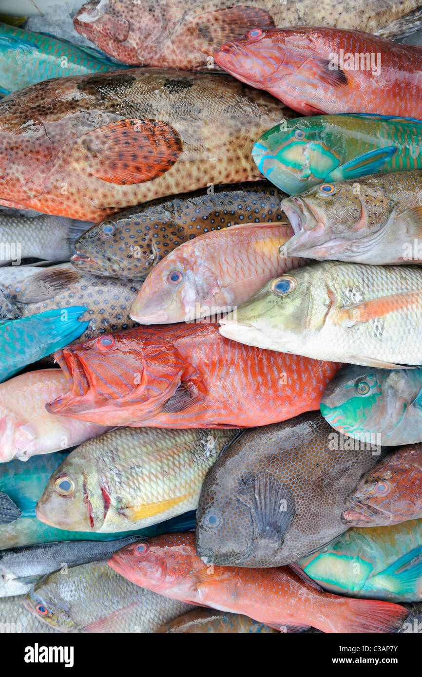 Nahaufnahme von bunten tropischen Riff-Fischen am Markt Stockfoto