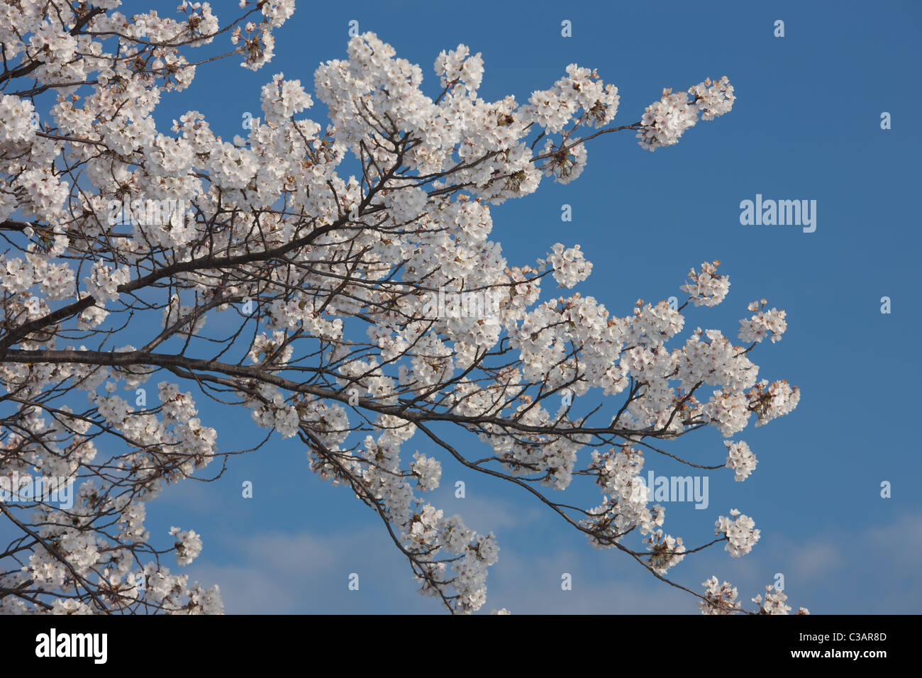 Kirschblüten auf eines der japanischen Yoshino Kirschenbaum Bäume rund um das Tidal Basin in Washington, DC. Stockfoto