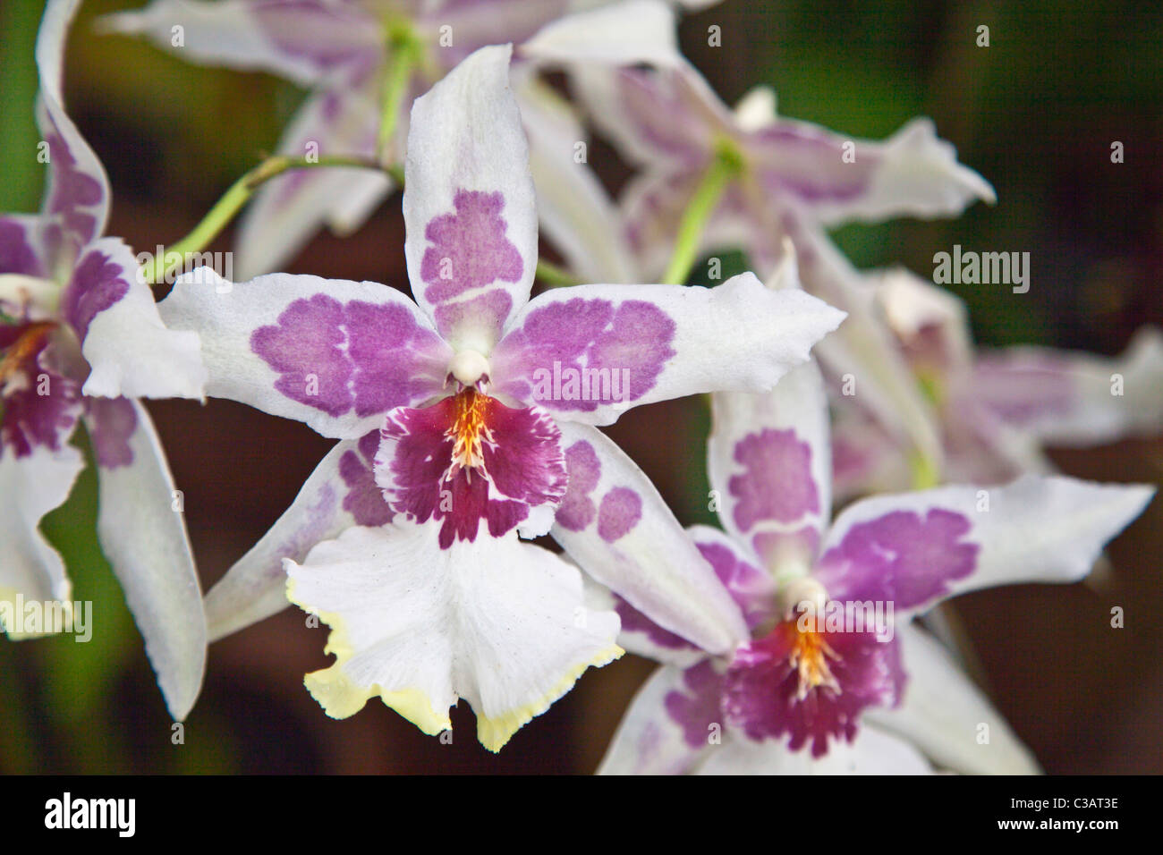 Orchideen-Blüte im Gewächshaus bei den Botanischen Garten UBUD - BALI, Indonesien Stockfoto