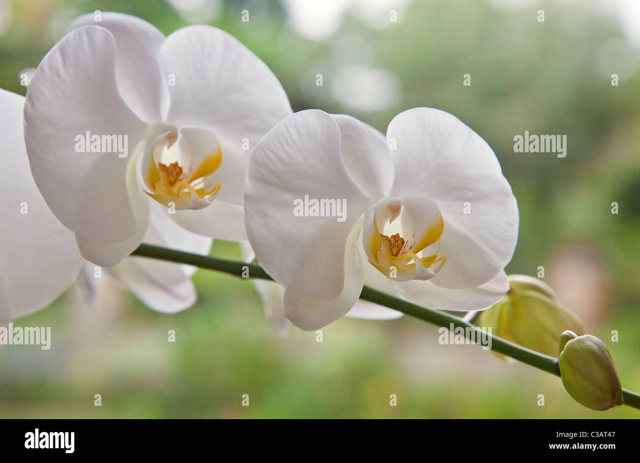 PHALAENOPSIS-Orchideen blühen im Gewächshaus bei den Botanischen Garten UBUD - BALI, Indonesien Stockfoto