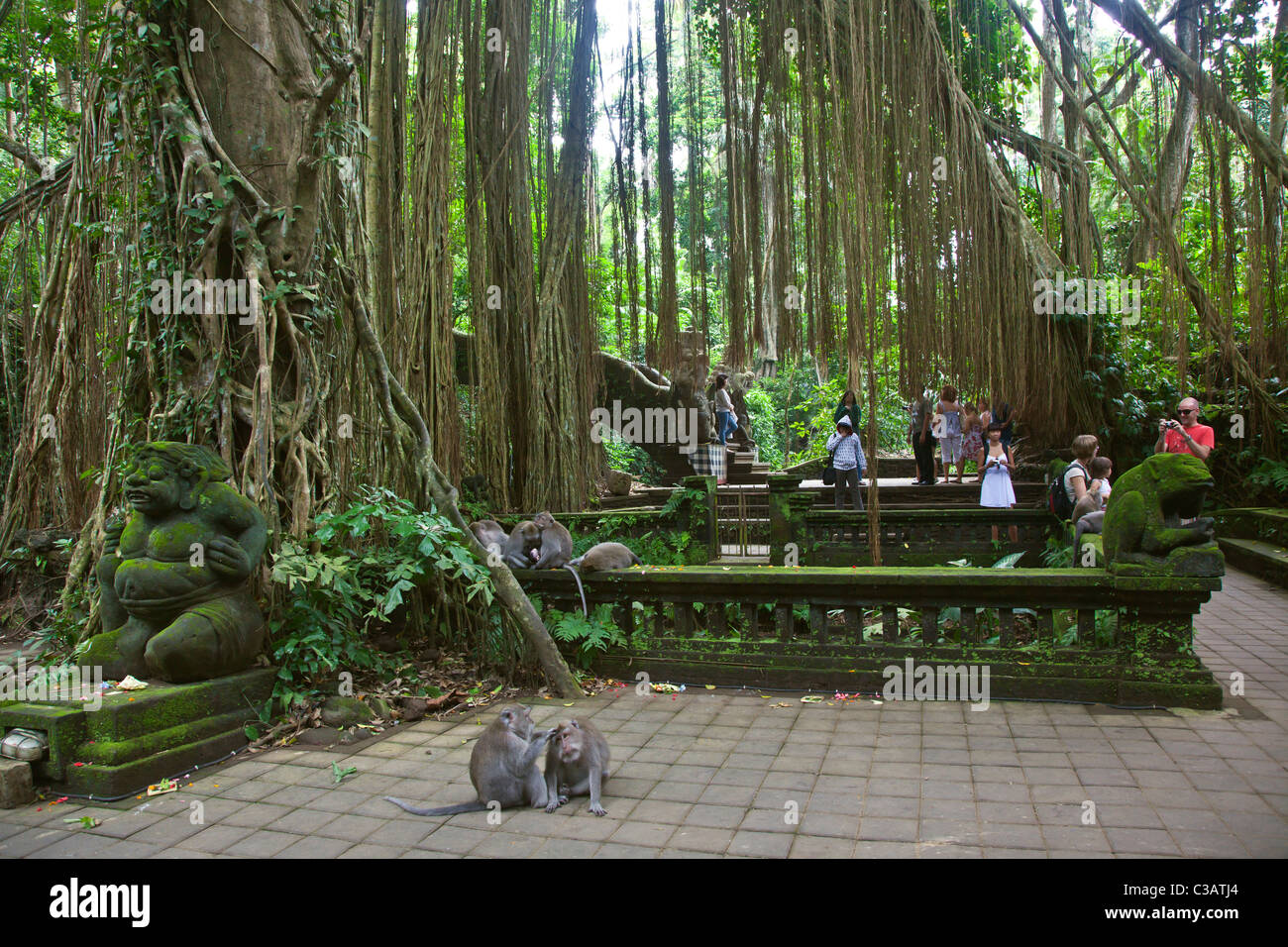 BALINESISCHE MAKAKEN (Macaca Fascicuiaris), Touristen und BANYAN-Bäume in der MONKEY FOREST PARK - UBUD, BALI, Indonesien Stockfoto