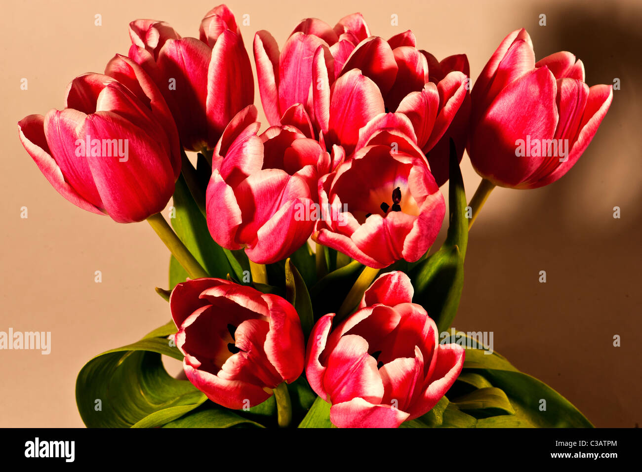 Rosa Tulpe blüht Stockfoto