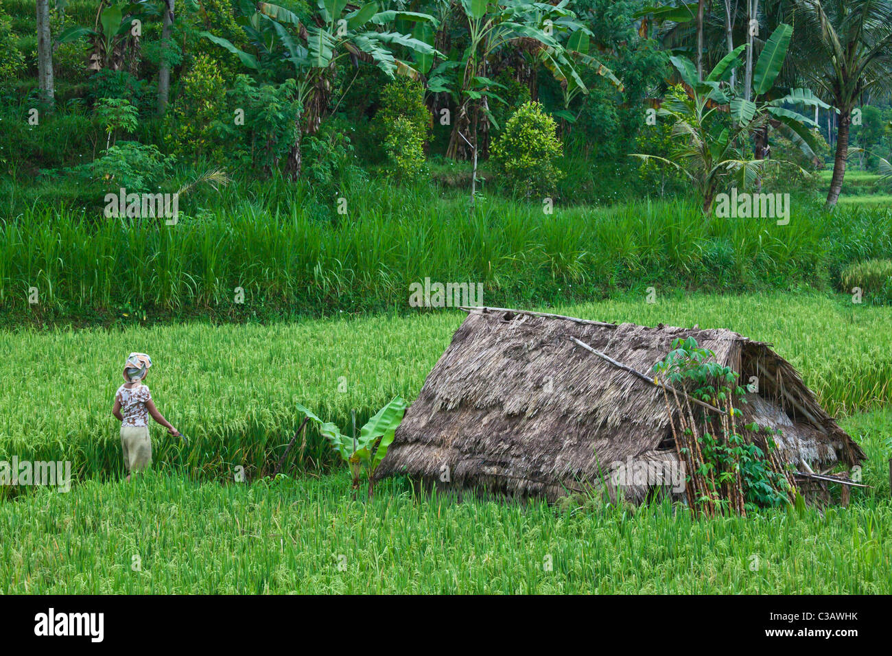 Eine balinesische Frau geht durch Reisfelder in die landwirtschaftlichen Flächen entlang SIDEMAN ROAD - BALI, Indonesien Stockfoto