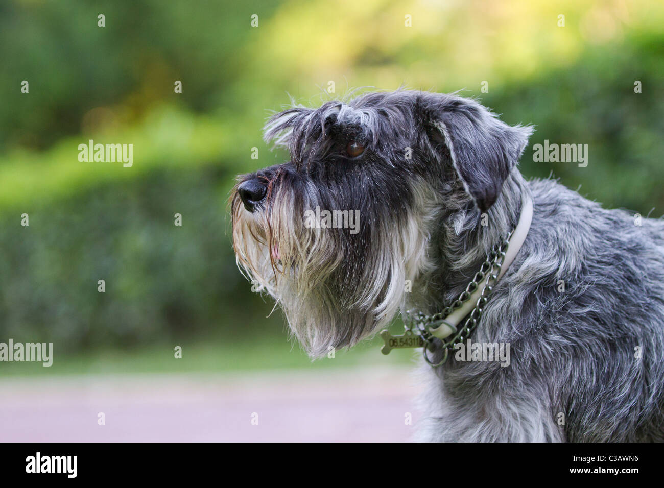 Schnauzer Hund Kopfschuss. Standard-Rasse mit Bart und langen, gefiederten Augenbrauen. Salz und Pfeffer-Mantel-Farben. Stockfoto