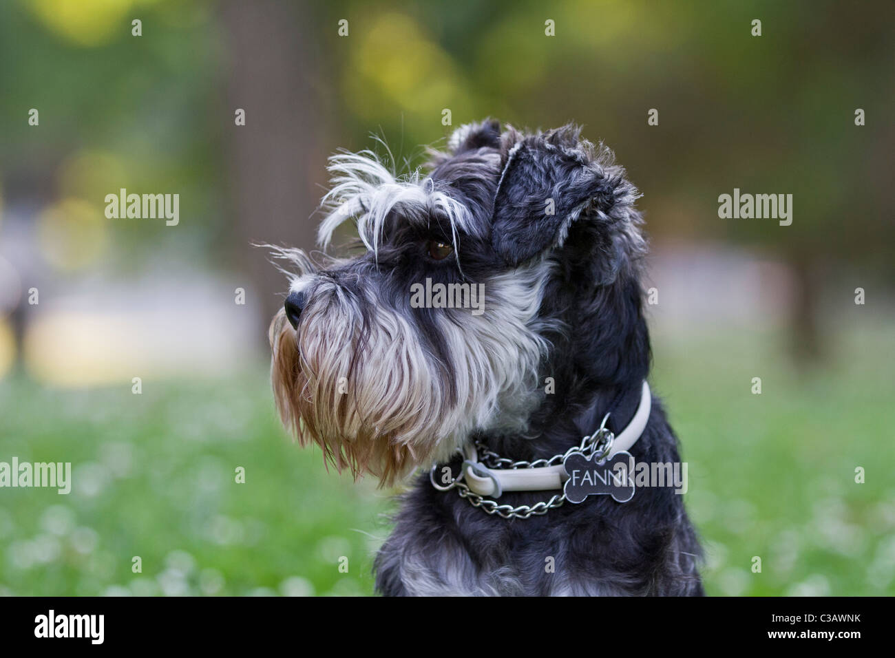 Schnauzer Hund Kopfschuss. Standard-Rasse mit Bart und langen, gefiederten Augenbrauen. Schwarz und Silber Farben. Stockfoto