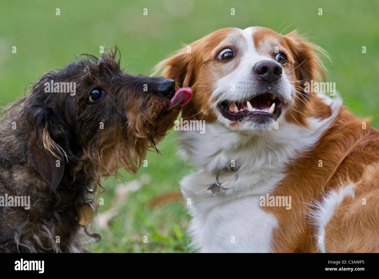 Ein Drahthaar Dackel Hund küssen einen verärgert Spaniel Hund Stockfoto