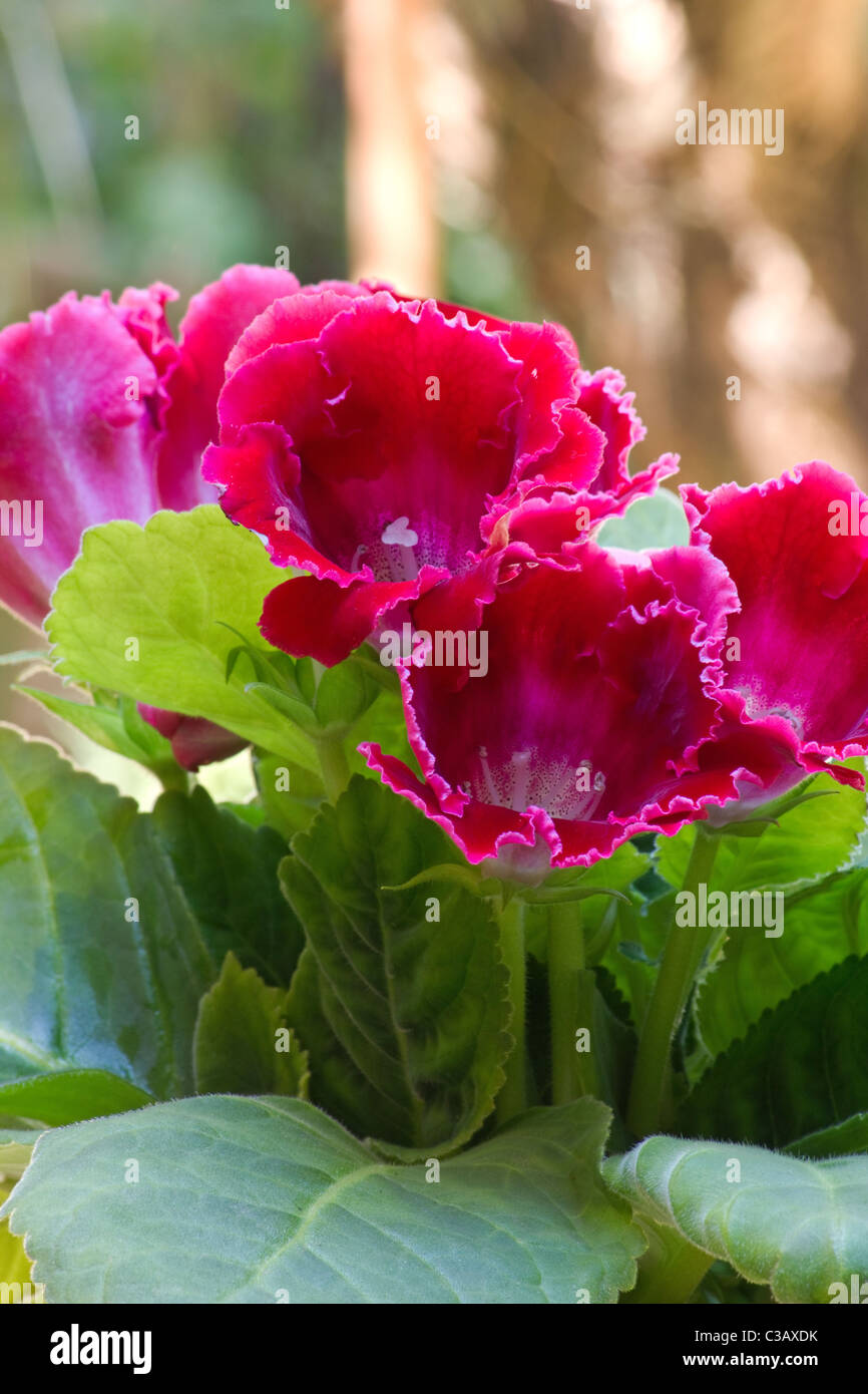 Nahaufnahme von roten Gloxinia (Sinningia Speciosa) Blumen Stockfoto