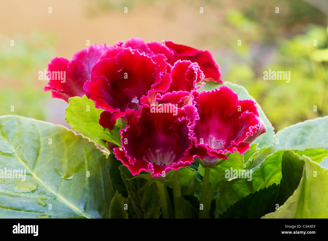 Nahaufnahme von roten Gloxinia (Sinningia Speciosa) Blumen Stockfoto