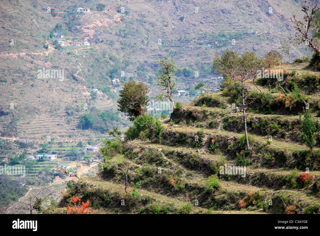 Trat der Anbau in hügeligem Gelände von Himachal Pradesh, Indien Stockfoto