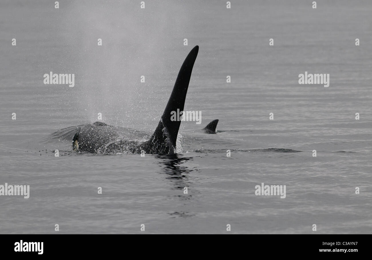 Männliche Orca (Schwertwal) auftauchen, Vancouver Island, Kanada Stockfoto