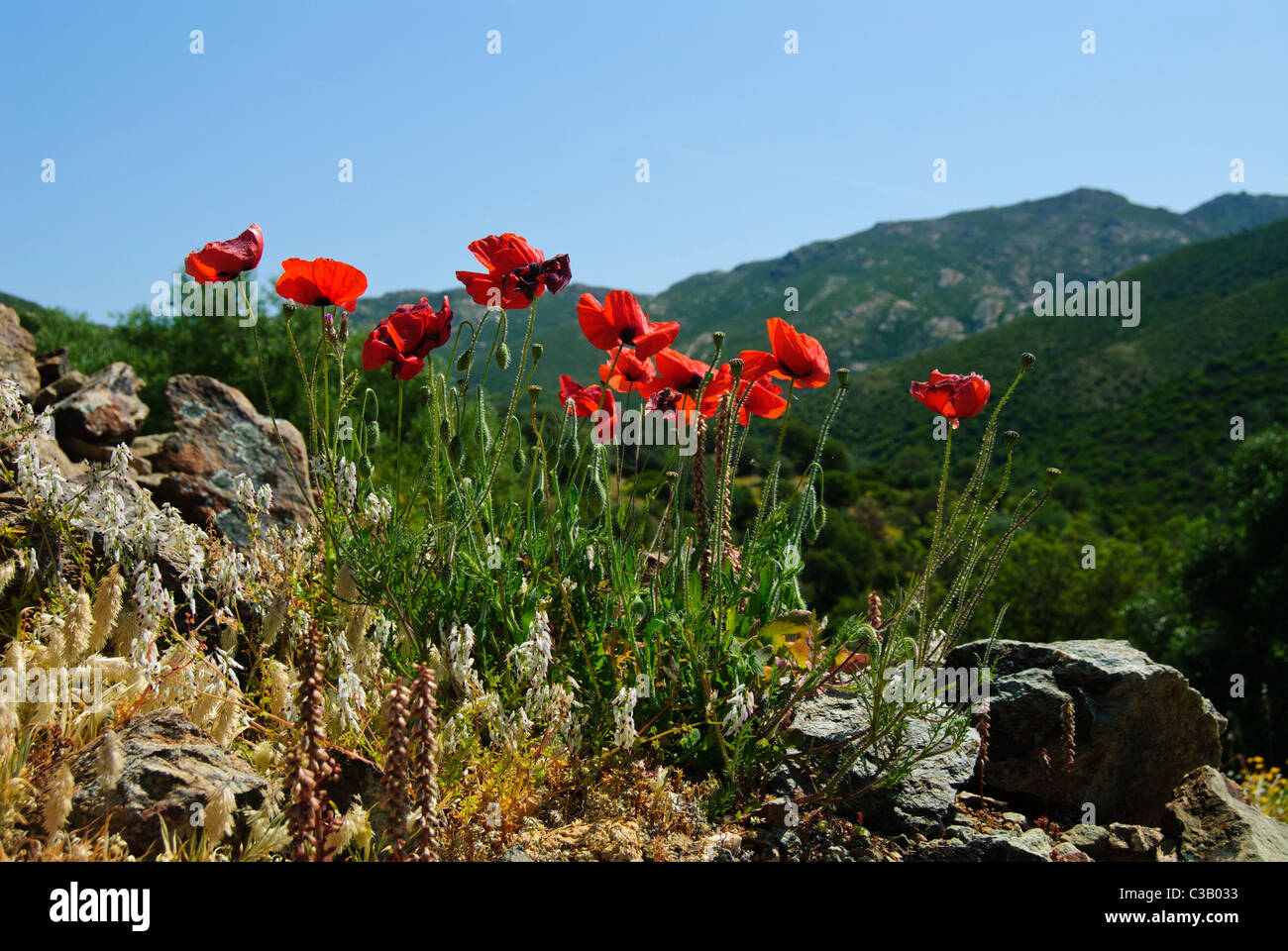 Feld Mohn in Berg-Landschaft, Korsika, Frankreich Stockfoto