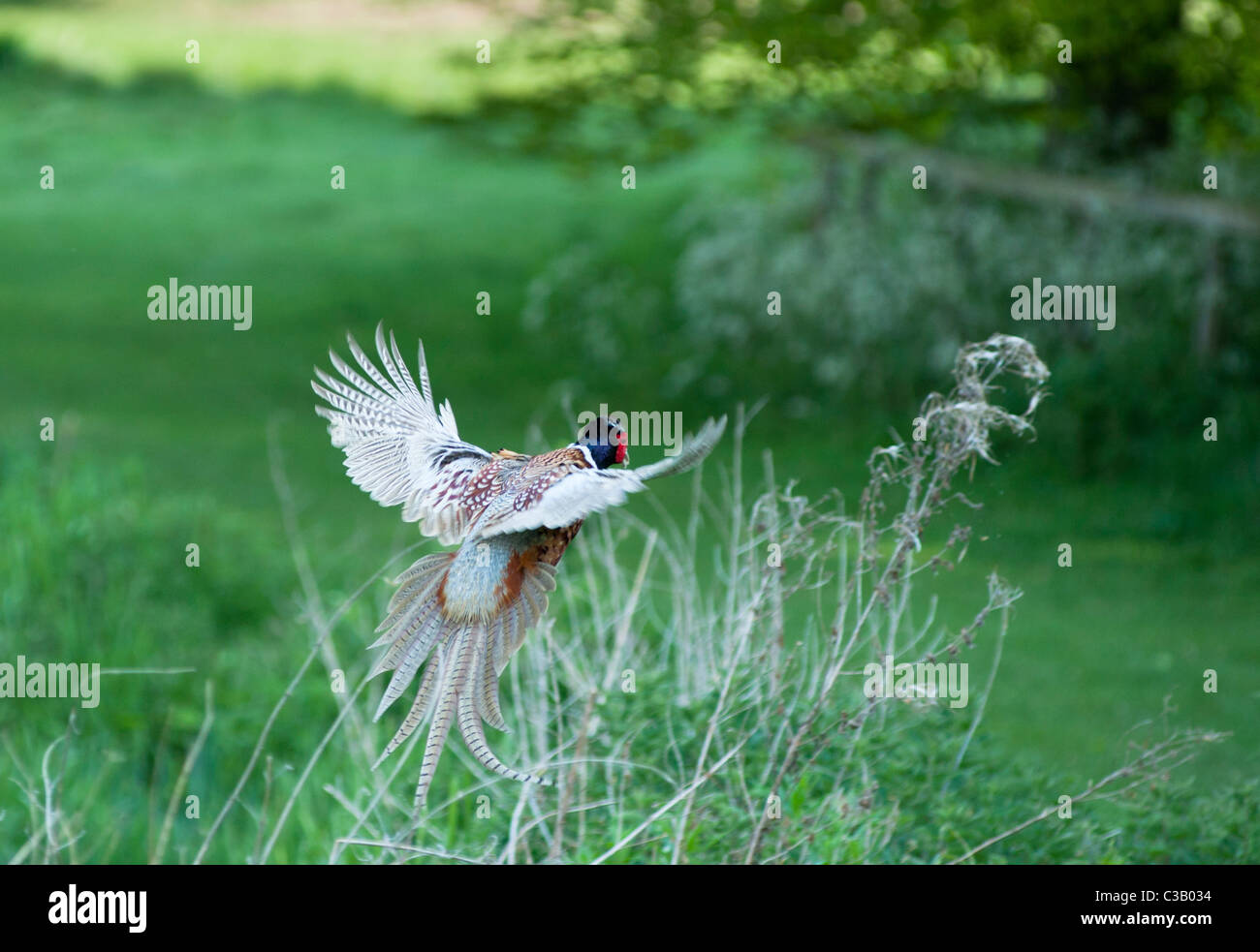 Ring-necked oder gemeinsamen Fasan (Phasianus colchicus) im Flug bei Blenheim Palace Park, Oxfordshire. UK. Stockfoto