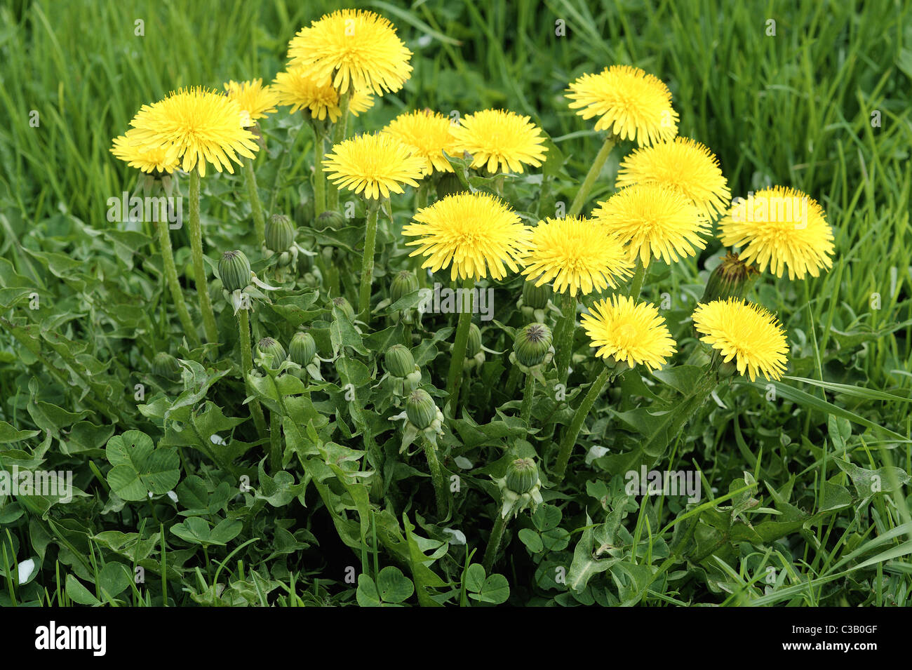 Löwenzahn blüht das Gras Taraxacum officinale Stockfoto