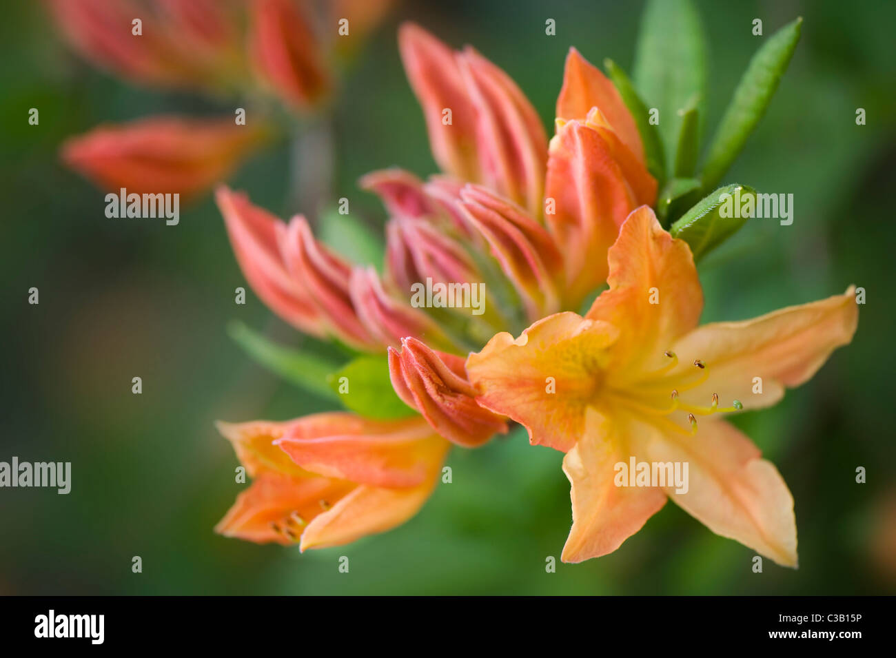 Rhododendron Sunte Nektarine - Orange Azalea Blumen Stockfoto