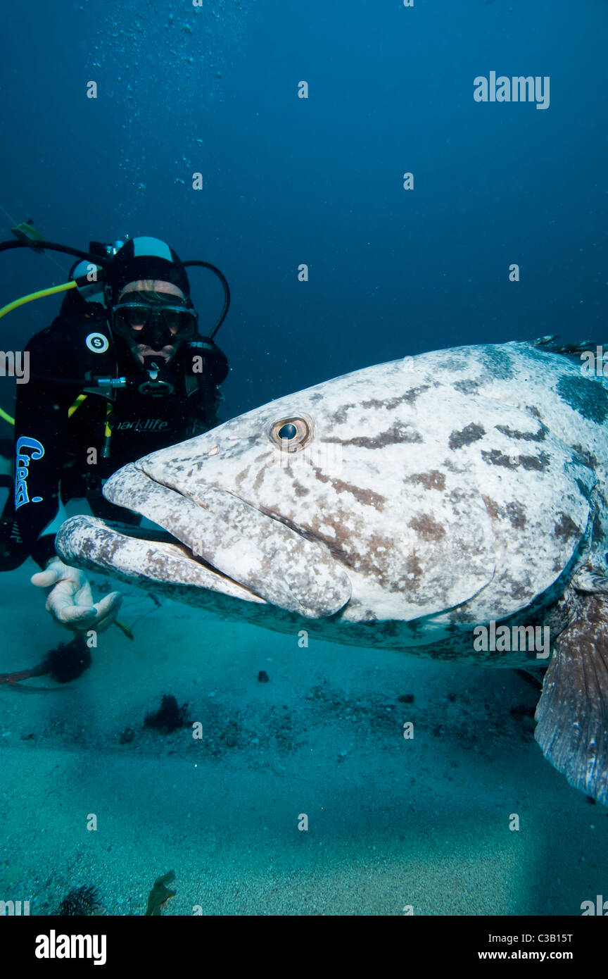 Kartoffel-Kabeljau-Zackenbarsch, Epinephelus Tukula und Scuba Diver, Sodwana Bay, South Africa, indischen Ozean Stockfoto