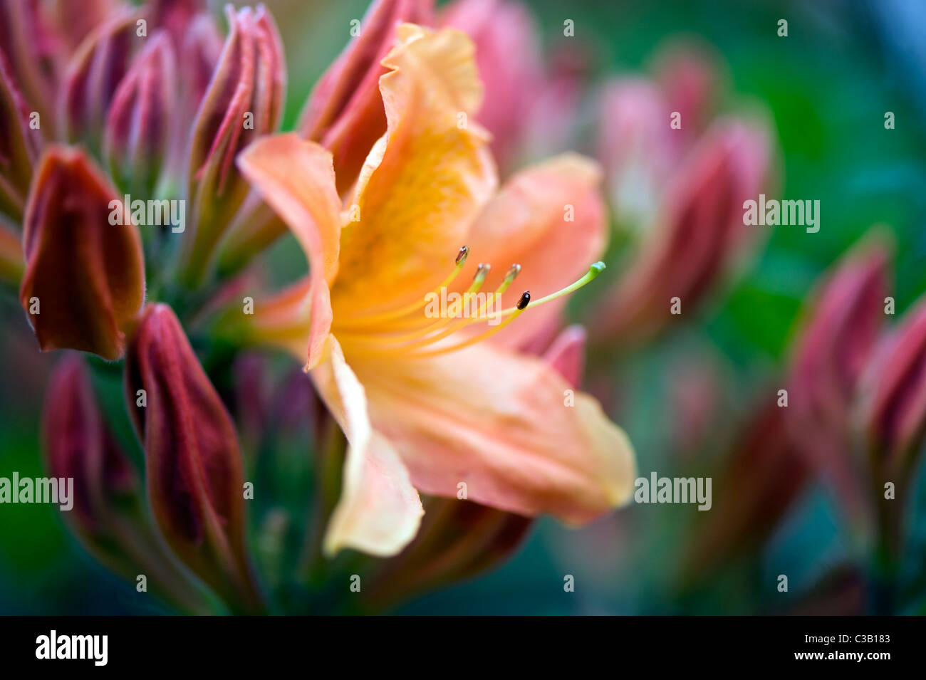 Rhododendron Sunte Nektarine - Orange Azalea Blumen Stockfoto