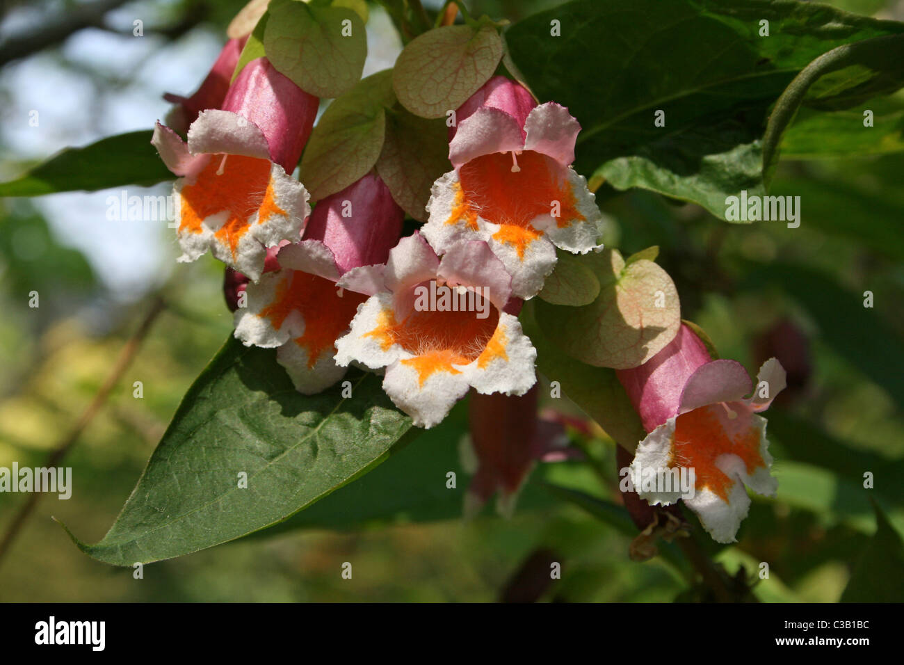 Blumen auf mehrjährige Strauch Dipelta Floribunda (Ventricosa) Stockfoto