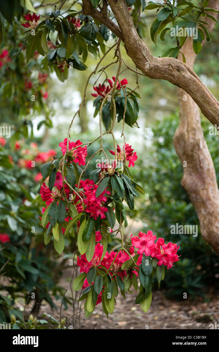 Rhododendron-Blüten und Knospen Stockfoto