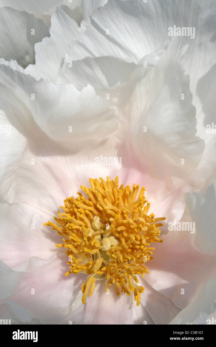 Nahaufnahme von A White farbigen Baum Pfingstrose Blume Paeonia suffruticosa Stockfoto