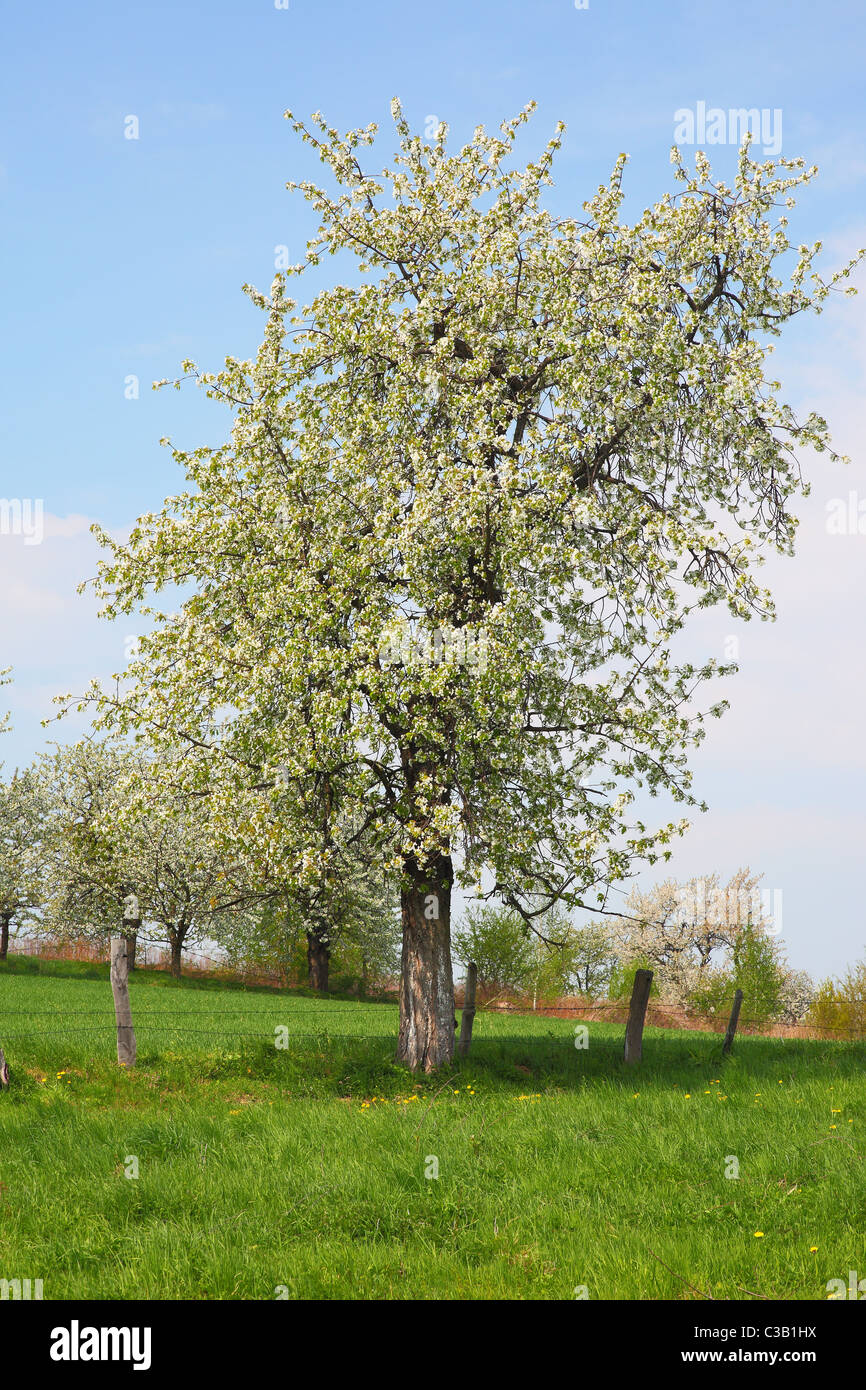 Alten Kirschbaum blühen in einem sonnigen Frühlingstag Stockfoto