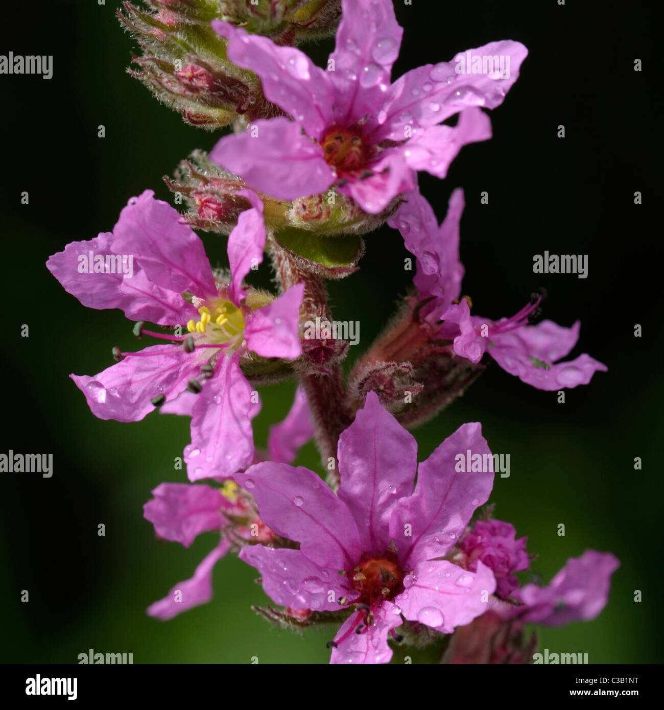 Blutweiderich, Lythrum salicaria Stockfoto