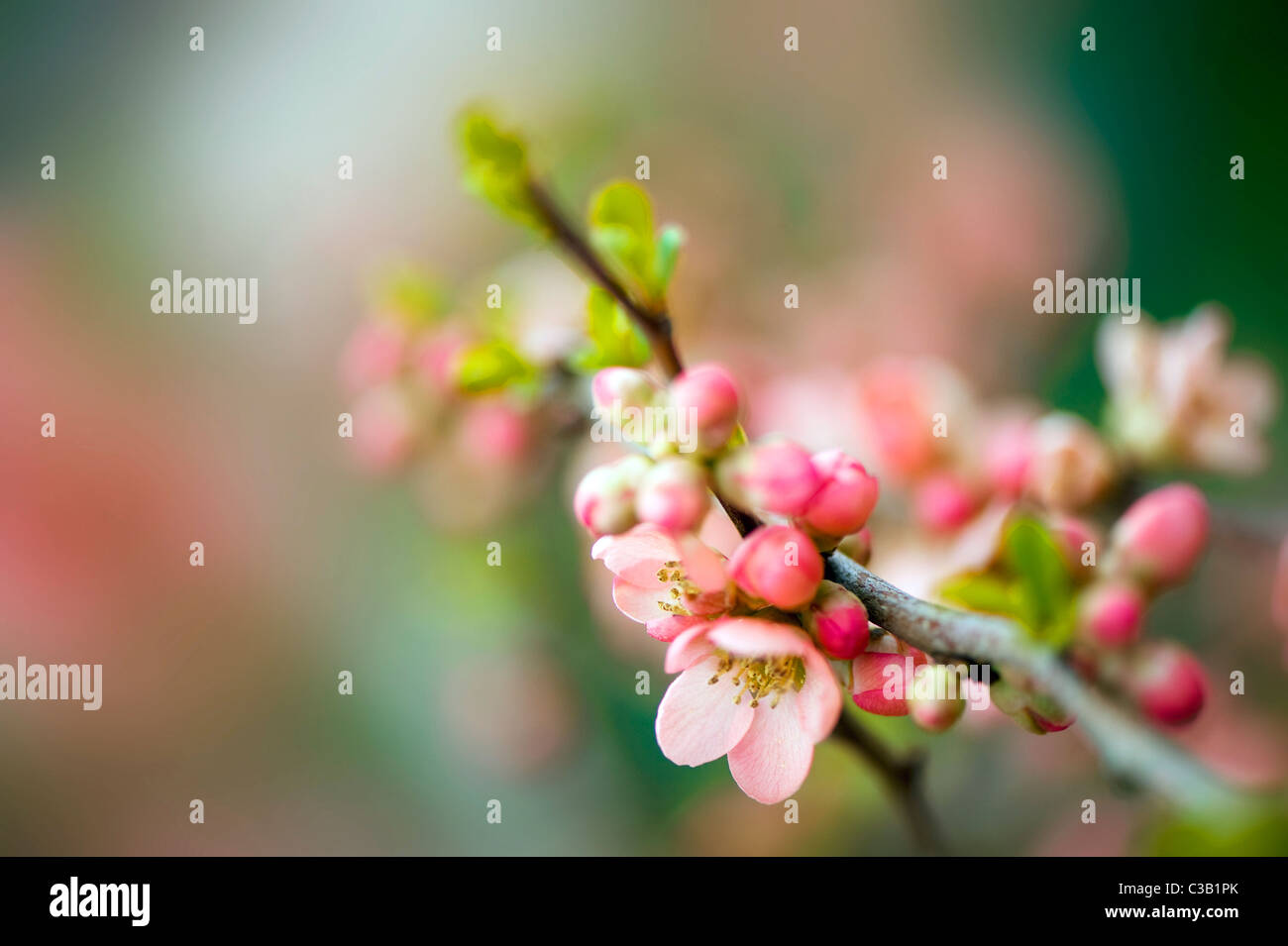 Chaenomeles X superba "Coral Sea" - japanische Quitte Stockfoto