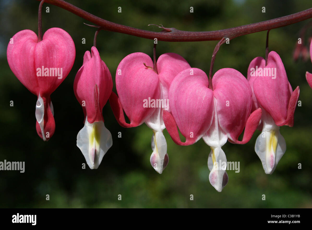 (Dicentra) Lamprocapnos Spectabilis Blumen Stockfoto