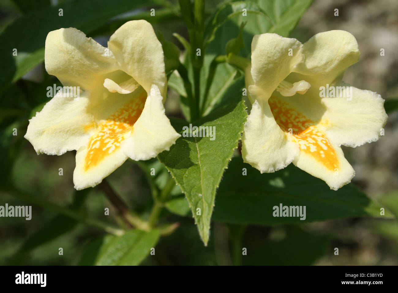 Blumen auf mehrjährige Strauch Dipelta floribunda Stockfoto