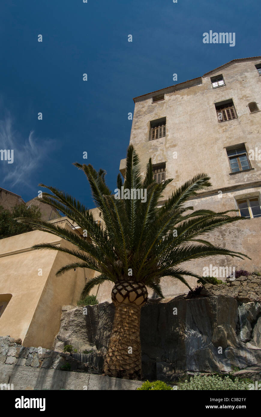 Palme in der Stadt von Calvi, Korsika, Frankreich Stockfoto