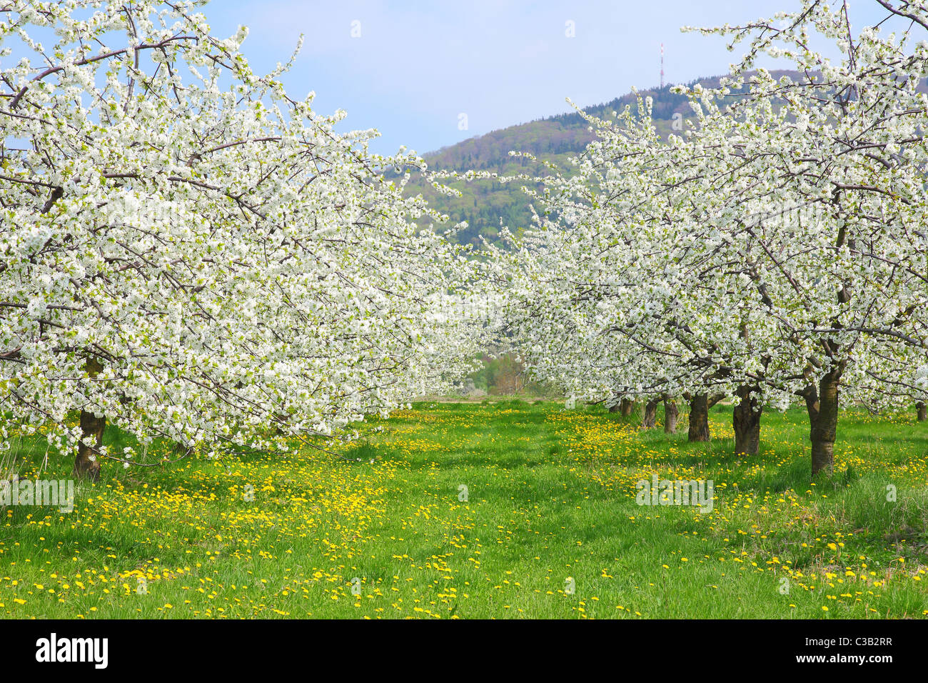 Kirschbäume in voller Blüte Frühling Cherry Orchard blühen Stockfoto