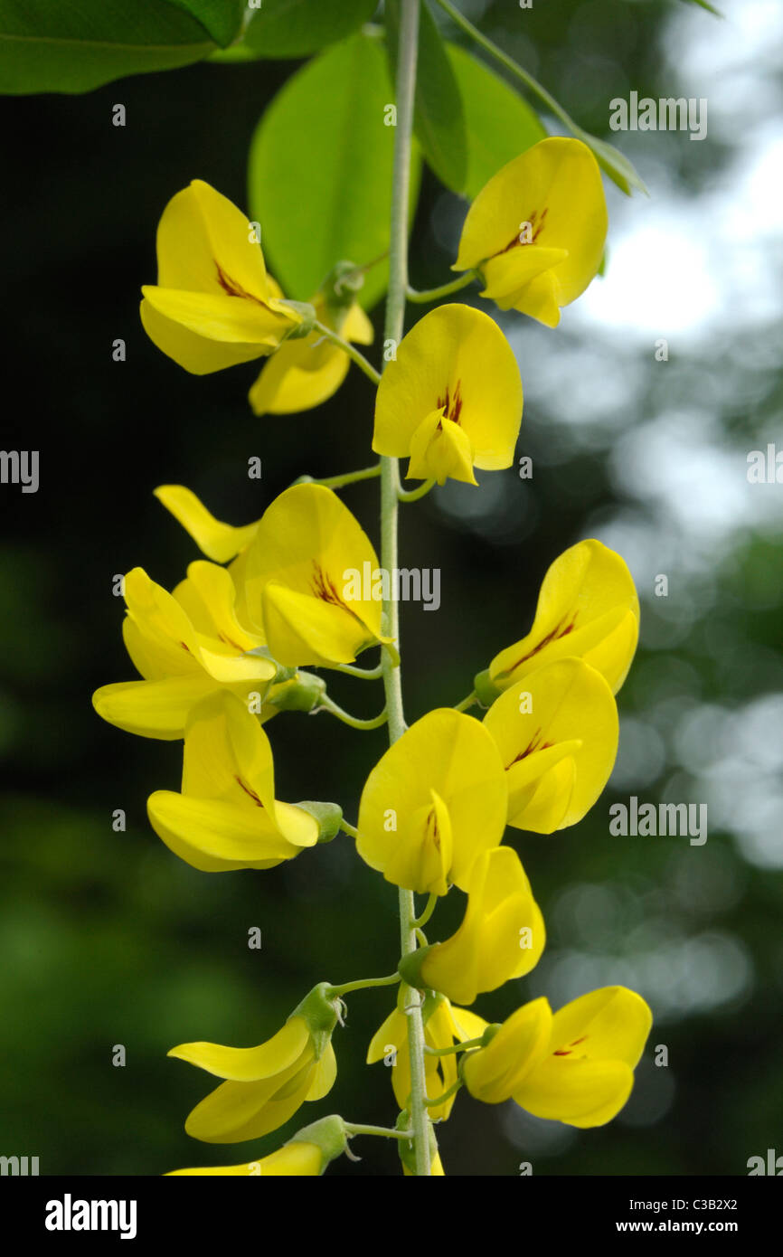 Goldregen, Laburnum anagyroides Stockfoto